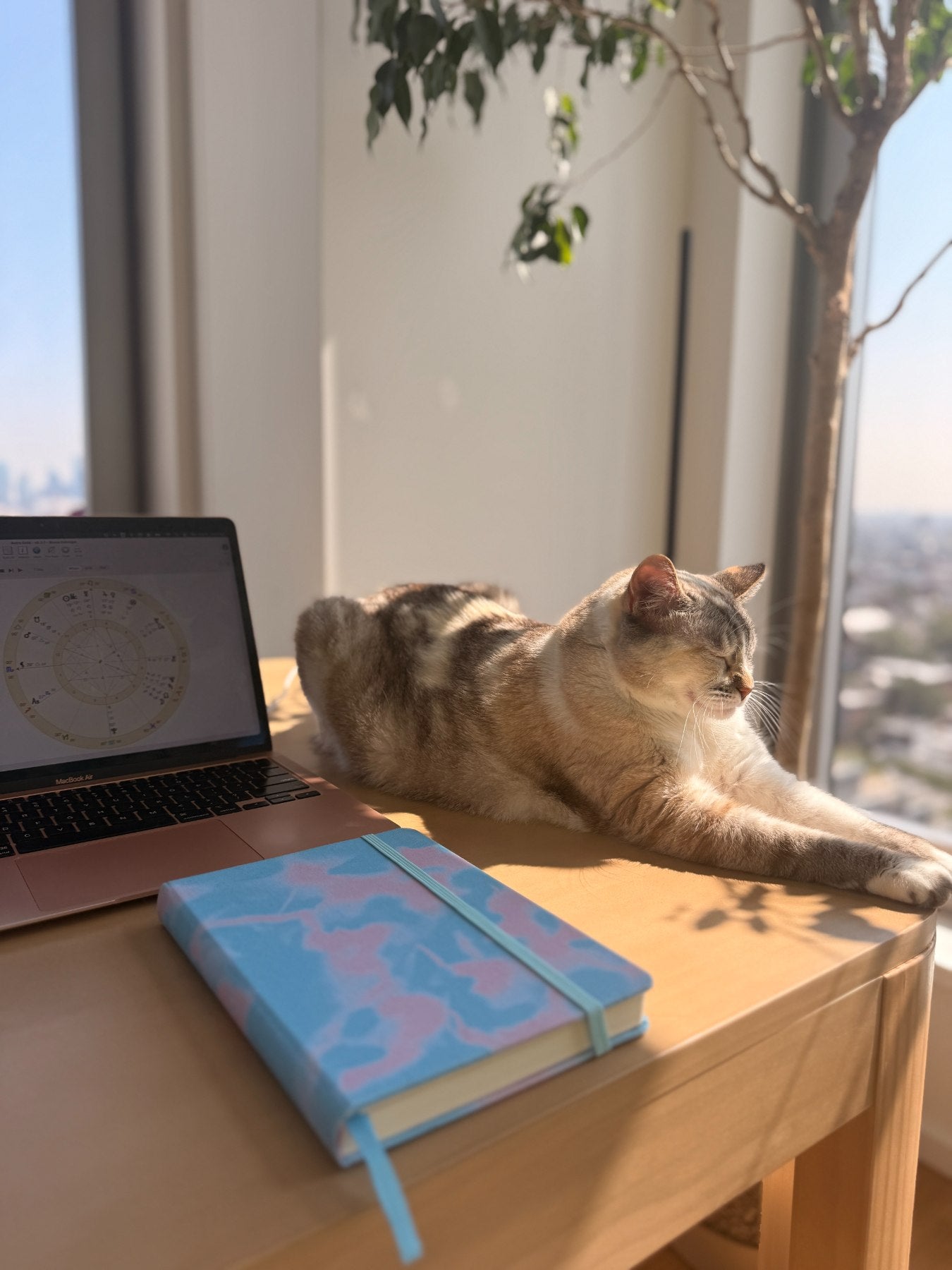A cat stretched out in the sun on Bruna&rsquo;s desk, beside a laptop showing a natal chart