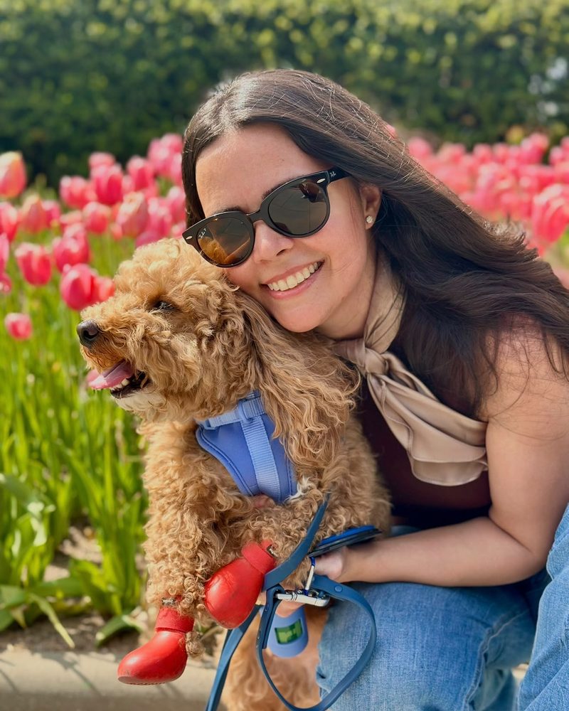 Thaisa hugging Mr Waffles, her apricot toy poodle in red boots, in a tulip garden