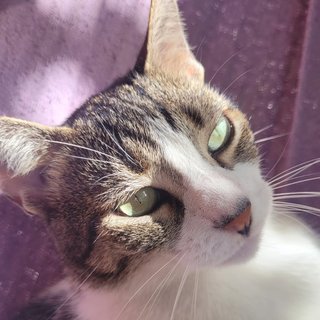Estrela, a tabby and white cat