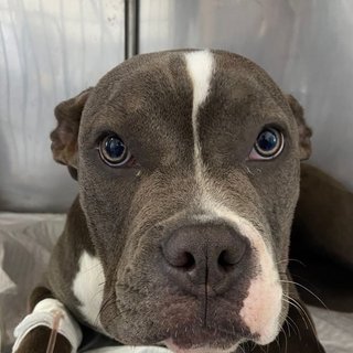 Lilith, a gray and white pit bull