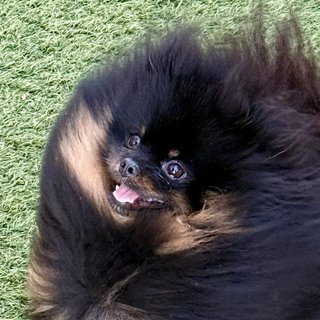 Techno, a black and tan Pomeranian