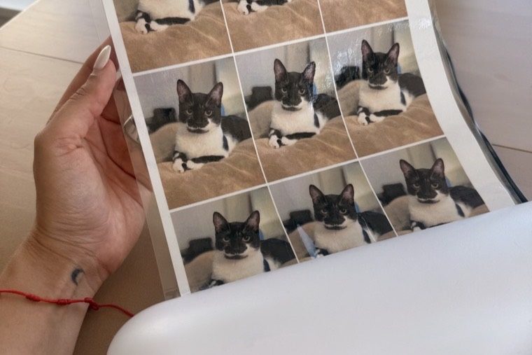 A printed sheet of photographs of a client&rsquo;s cat coming out of the printer